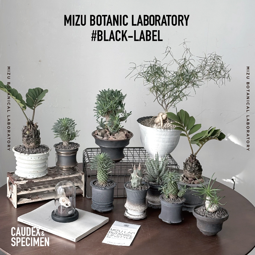 #Black Label 花治黑標植物—珍奇植物（快递发出）