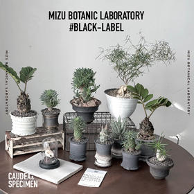 #Black Label 花治黑標植物—珍奇植物（快递发出）