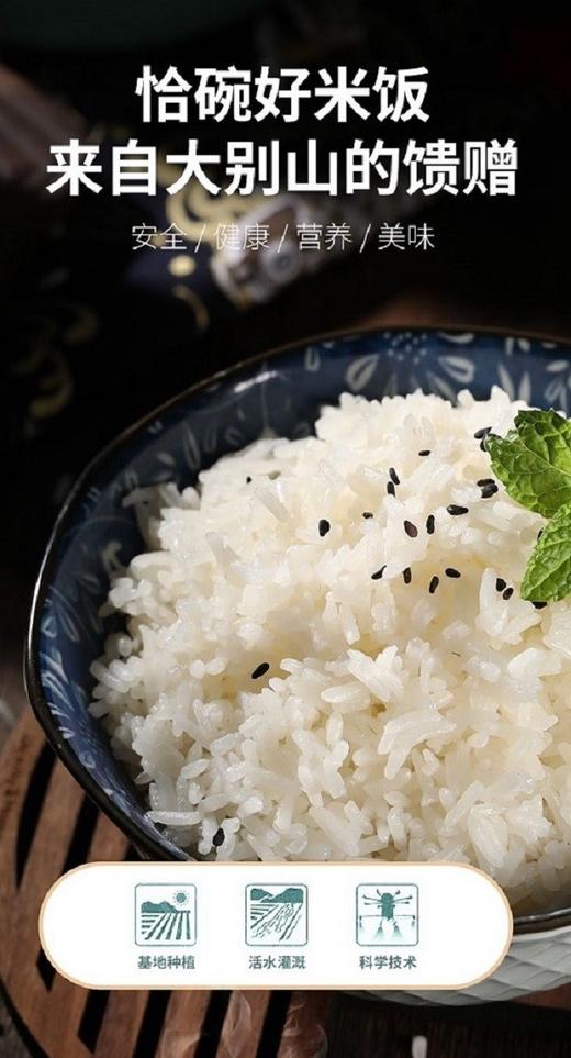 有机珍珠胚芽米 5斤装 有机长粒胚芽米  糙米 商品图2