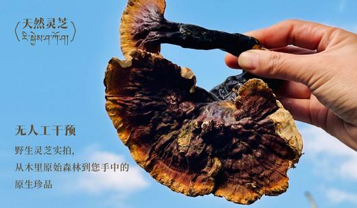 天然灵芝30g 商品图1