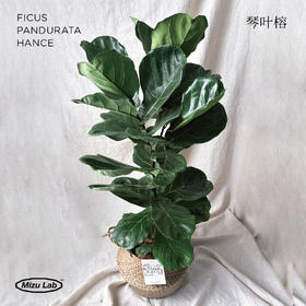 经典居家植物-琴叶榕（北京同城闪送）