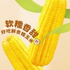 【糯玉米】新鲜玉米极速真空锁鲜，软糯拉丝自然有料 商品缩略图0