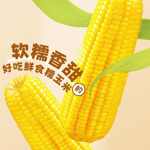 【糯玉米】新鲜玉米极速真空锁鲜，软糯拉丝自然有料 商品图0
