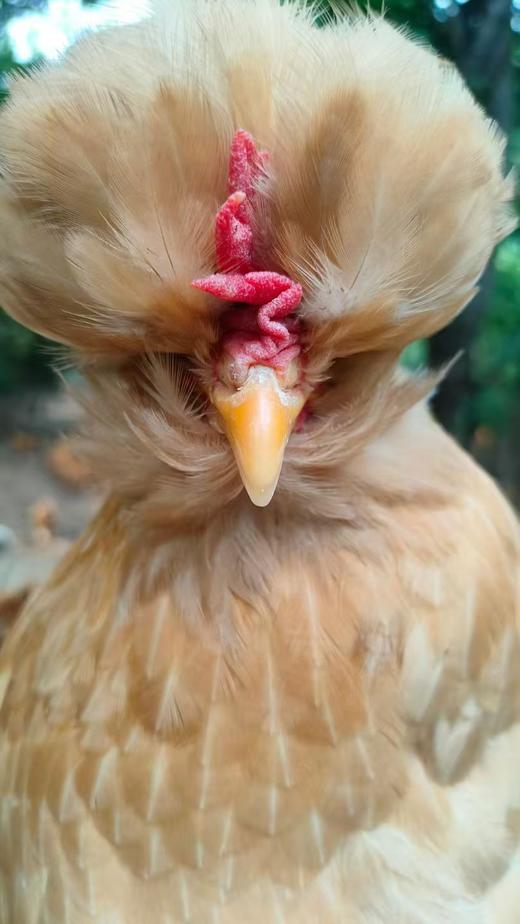 鸡 和 蛋 全品类 商品图0