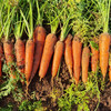 有机小胡萝卜 （产地山东） 商品缩略图1