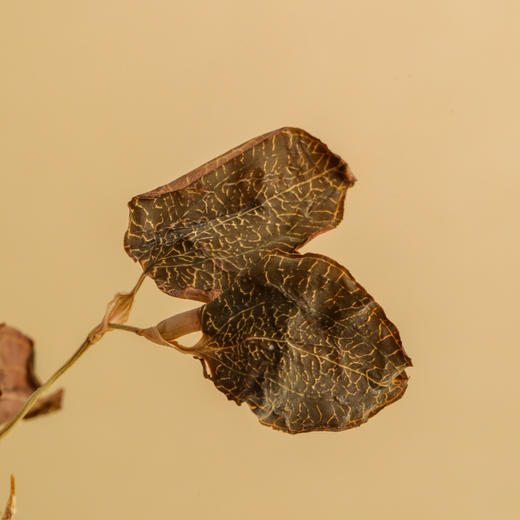 正宗南靖金线莲干品整株炖汤 护肝养生茶 商品图2