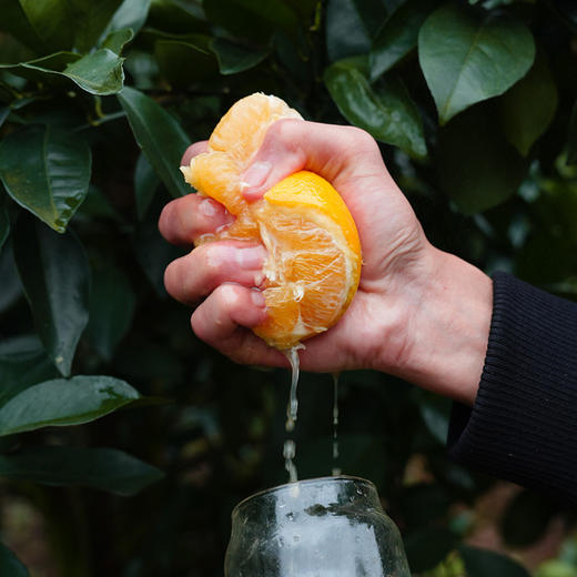 【京东包邮】正宗江西赣南脐橙当季新鲜水果手剥橙子 产地直发 富含维生素C 酸甜多汁 商品图2