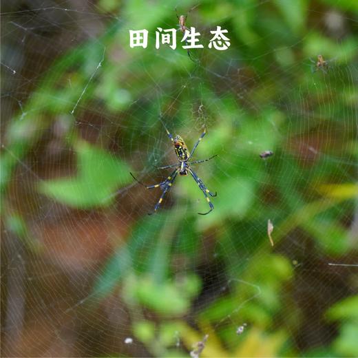 香畴压塌楼小米 | 380g/1kg 米油醇厚 软绵甘甜 粗粮米粥 自然农法种植 谦益农业 商品图9