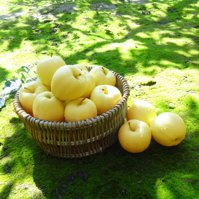 【甘肃扶贫】陇上三味（花牛+黄香蕉+富士）苹果  当季新鲜水果  嫩鲜多汁