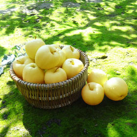 【甘肃扶贫】陇上三味（花牛+黄香蕉+富士）苹果  当季新鲜水果  嫩鲜多汁