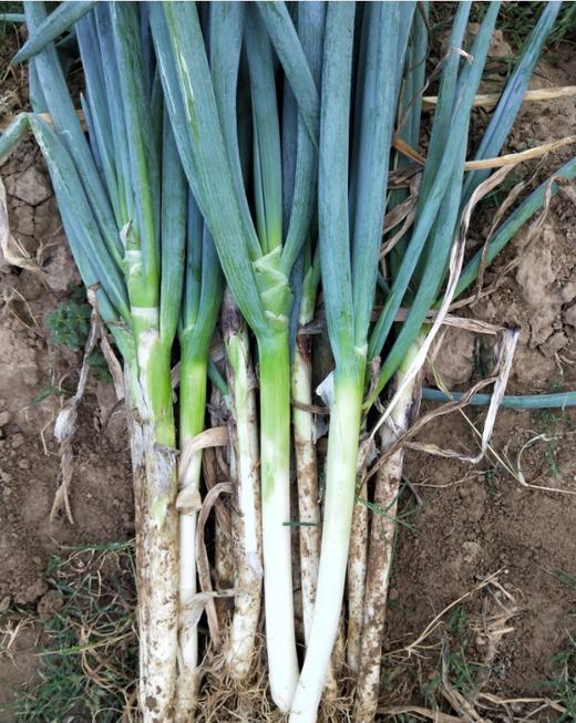 鸿翠园 有机大葱 商品图0