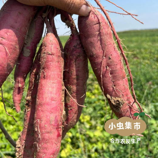 生态榴莲蜜薯/哈密白薯（红薯）5斤 | 合作农友种植，来自山西晋中，生产者：王彪 *【公平贸易农人定价】 商品图11