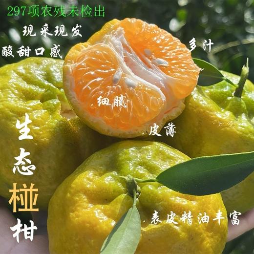 生态椪柑【送陈皮活动】 商品图0