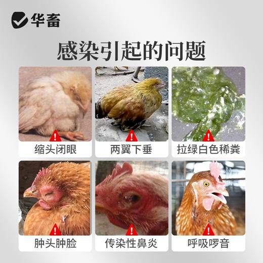 华畜兽用恩诺沙星咳嗽拉稀消炎鸡鸭鹅黄痢白痢支原体呼吸道兽药 商品图1