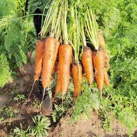 有机小胡萝卜 （产地山东）