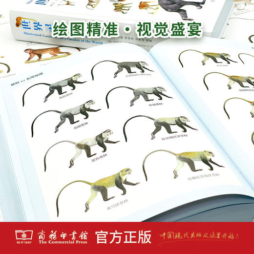 世界灵长类图鉴  董贵信 张鹏 李保国 龙勇诚 编著 [英]斯蒂芬·D.纳什 绘  商务印书馆 商品图2