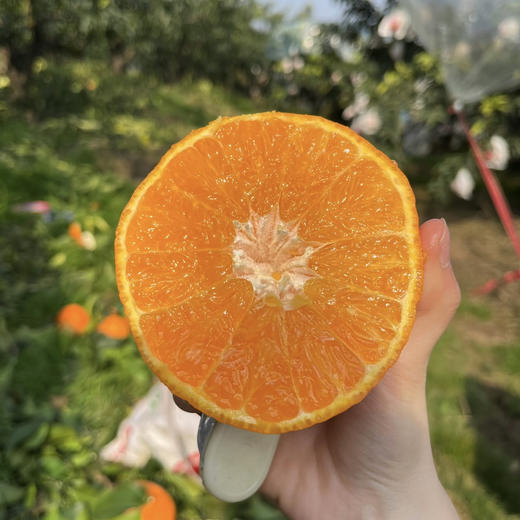 福建爱媛28号红美人果冻橙，果肉细腻饱满，香甜多汁，精选高山果园，顺丰直达 商品图4