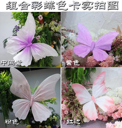 彩蝶组合（运费自理） 商品图1