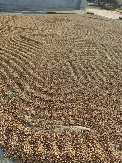 海南白胡椒粒250g 商品图1