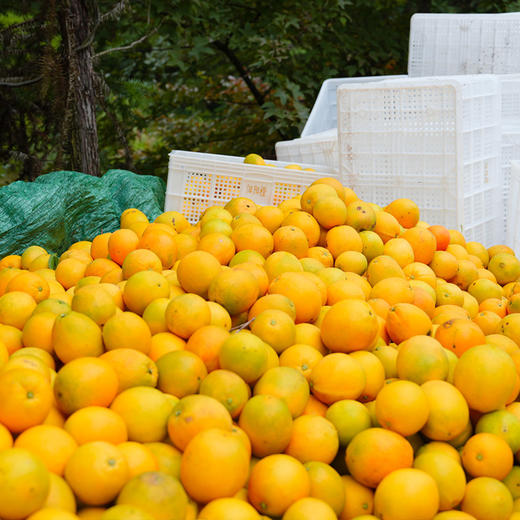【京东包邮】正宗江西赣南脐橙当季新鲜水果手剥橙子 产地直发 富含维生素C 酸甜多汁 商品图7