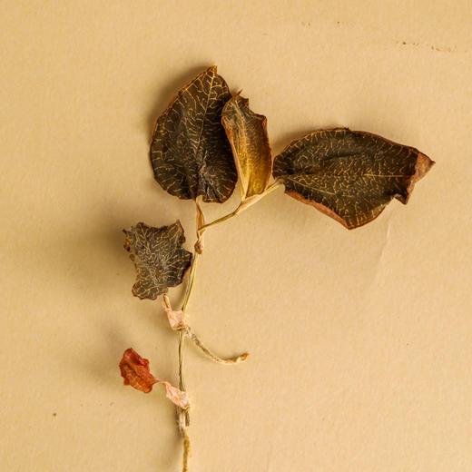 正宗南靖金线莲干品整株炖汤 护肝养生茶 商品图1