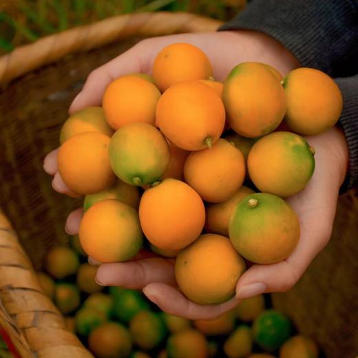 滑皮金桔【3斤29元】丨新鲜采摘，甜脆爽口 ，肉嫩无渣，带皮吃甜蜜爽口～ 商品图0