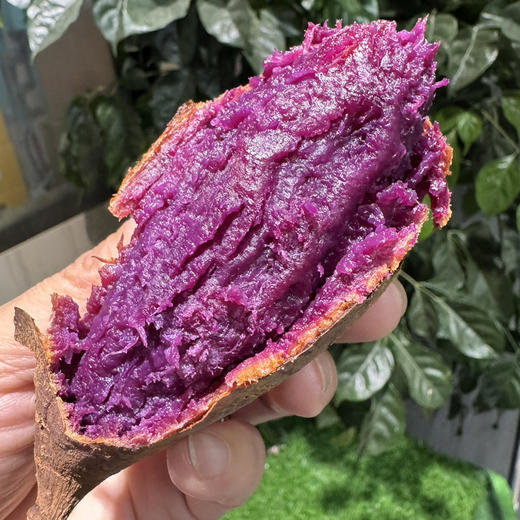 川山水晶紫薯 商品图1