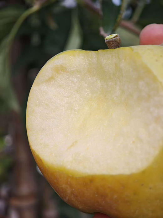 新疆承包果园采摘，糖度可以达到18+【青森•水蜜桃苹果】日本进口品种，新疆核心产地种植，鲜果果期短，想吃一定抓紧！中大果5斤/份 商品图0