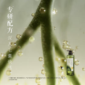 髮の食谱发之食谱冷萃茶柚控油洗发水套装530g*3+50g*2水润蓬松洗发露去屑 /个人护理 /洗发护发 /洗发水
