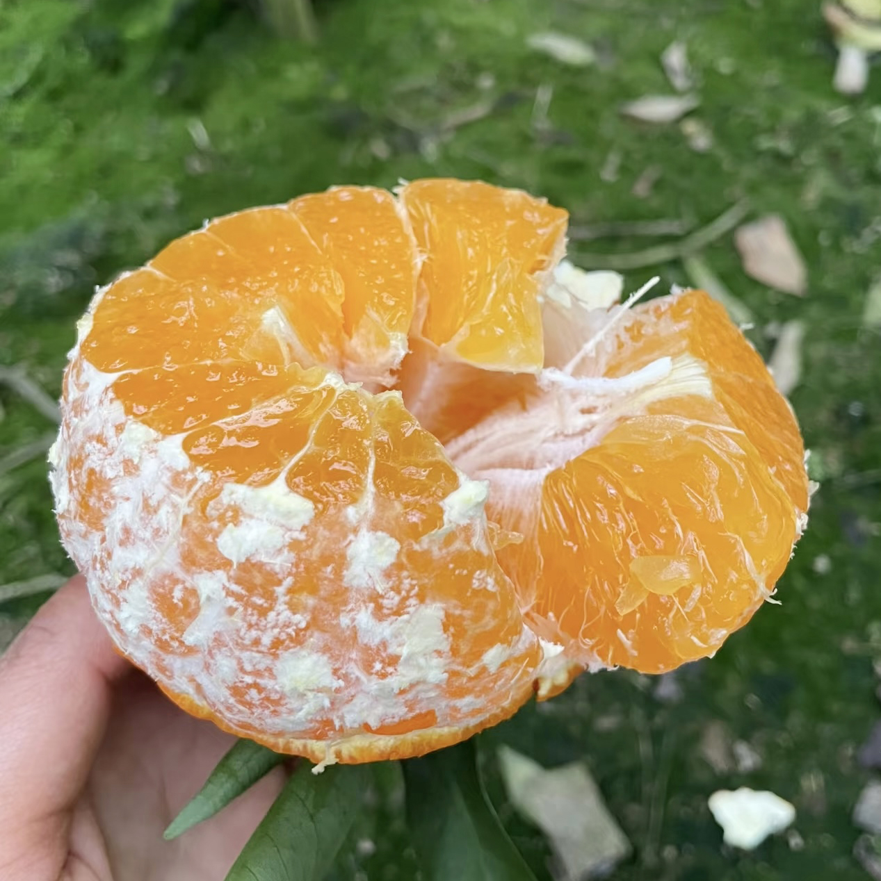 福建爱媛28号红美人果冻橙，果肉细腻饱满，香甜多汁，精选高山果园，顺丰直达