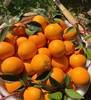 橙园几里赣南老树脐橙 商品缩略图2