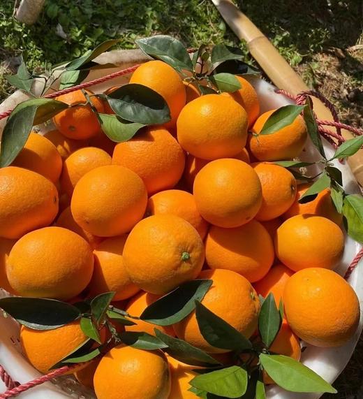 橙园几里赣南老树脐橙 商品图2