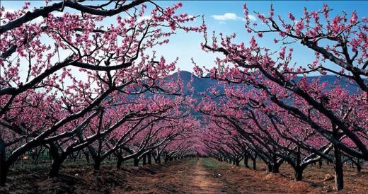 四月芳菲 花花世界 || 贵德 化隆 民和 乐都海东花海行摄9天 商品图1