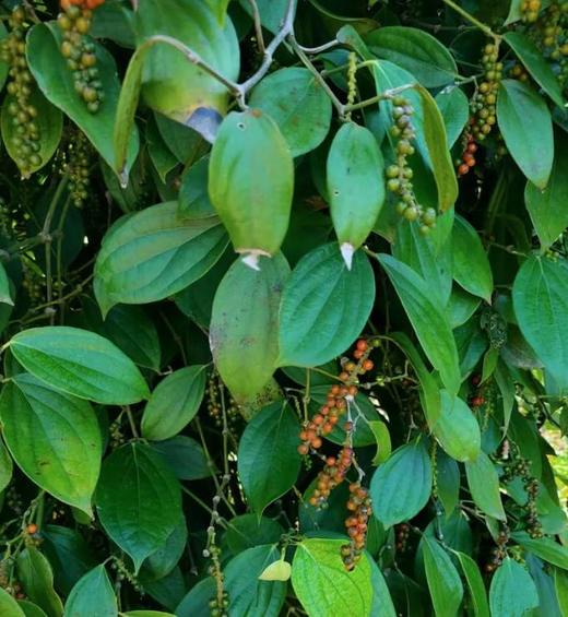 海南白胡椒粒250g 商品图2