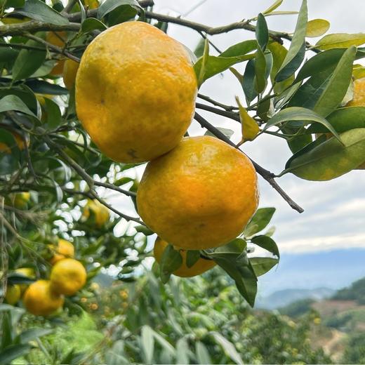 生态椪柑【送陈皮活动】 商品图1