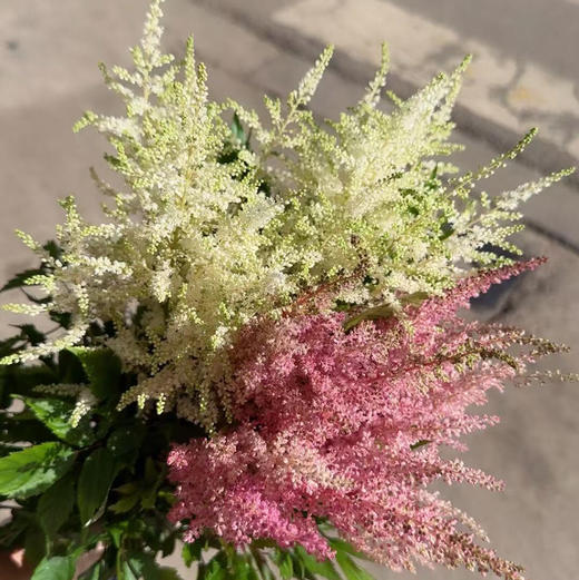 进口络新妇-粉色 商品图4