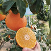 福建爱媛28号红美人果冻橙，果肉细腻饱满，香甜多汁，精选高山果园，顺丰直达 商品缩略图2
