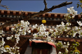 四月芳菲 花花世界 || 贵德 化隆 民和 乐都海东花海行摄9天