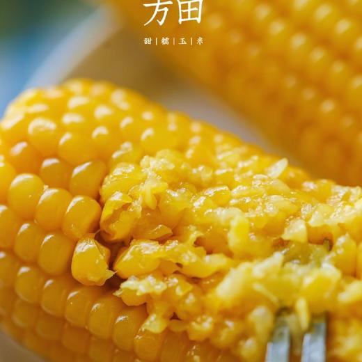 一块方田甜糯玉米【多送1根12月31日结束】 商品图0