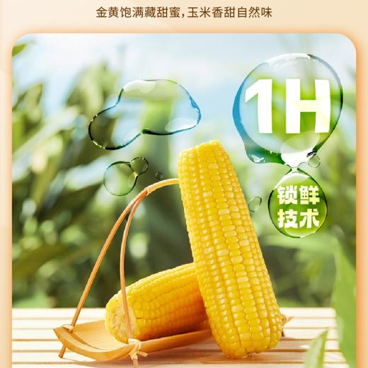 【糯玉米】新鲜玉米极速真空锁鲜，软糯拉丝自然有料 商品图1