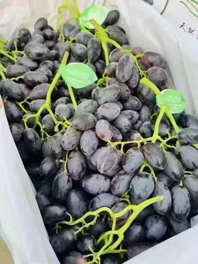 西凉仙紫 ，葡萄仙子落入凡间的美好，征服舌尖的挑剔，只需一颗西凉仙紫葡萄🍇甘甜好吃，表皮薄到忽略不计[让我看看]冰糖甜，超过瘾……一箱净果4斤