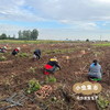 生态榴莲蜜薯/哈密白薯（红薯）5斤 | 合作农友种植，来自山西晋中，生产者：王彪 *【公平贸易农人定价】 商品缩略图14