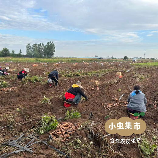 生态榴莲蜜薯/哈密白薯（红薯）5斤 | 合作农友种植，来自山西晋中，生产者：王彪 *【公平贸易农人定价】 商品图14