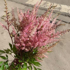 进口络新妇-粉色