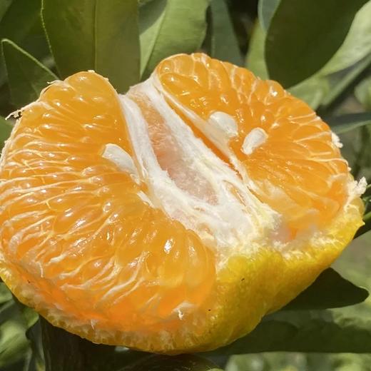 生态椪柑【送陈皮活动】 商品图3