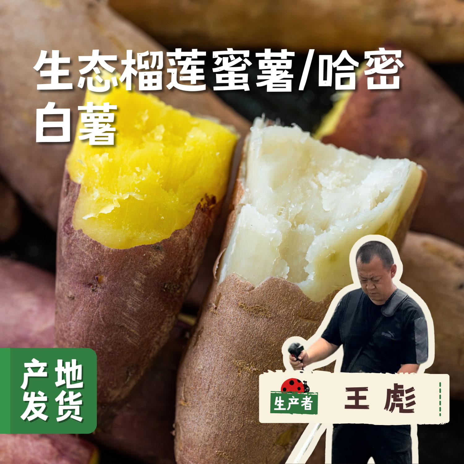 生态榴莲蜜薯/哈密白薯（红薯）5斤 | 合作农友种植，来自山西晋中，生产者：王彪 *【公平贸易农人定价】