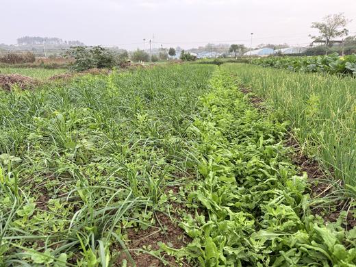 自产/  野荠菜（地菜） 商品图4