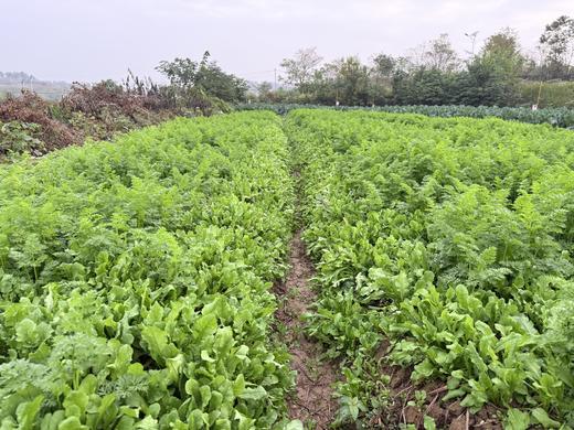 自产/  野荠菜（地菜） 商品图5