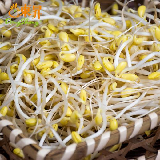 东升农场 有机黄豆芽 250g 商品图2