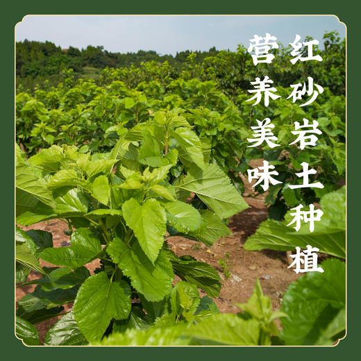 冻干嫩桑芽 桑叶菜 桑芽菜 桑叶苗 嫩桑叶 商品图2